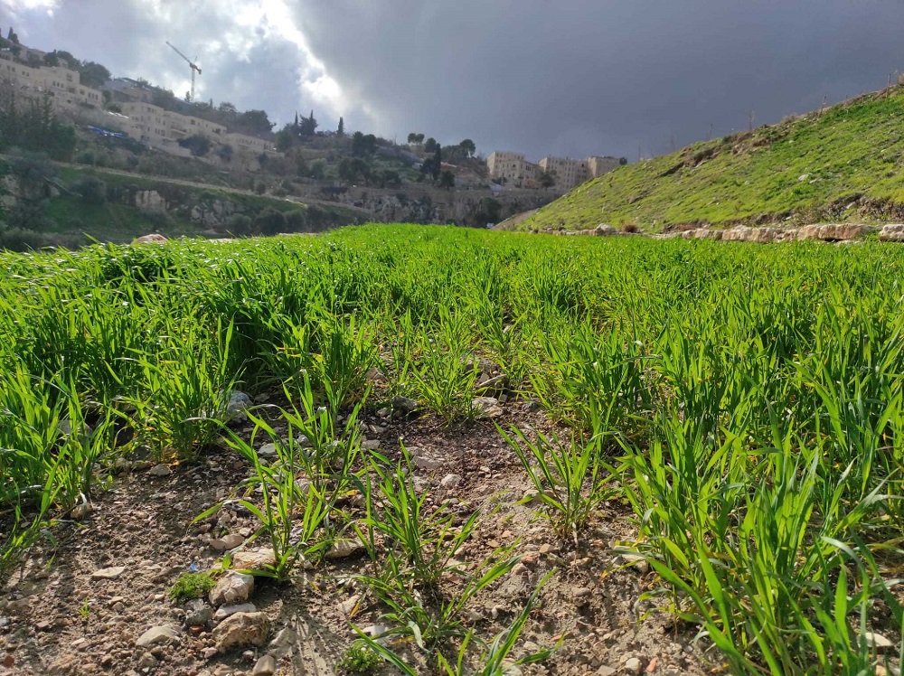 גיא בן הינום